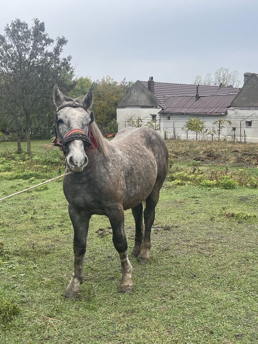 Schimb pecheron original de un an, nu ofer diferență