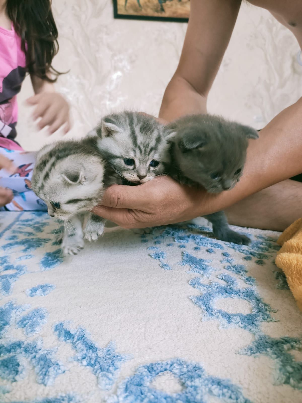 Кот Максик на вязку. Порода: Шотландский вислоухий.