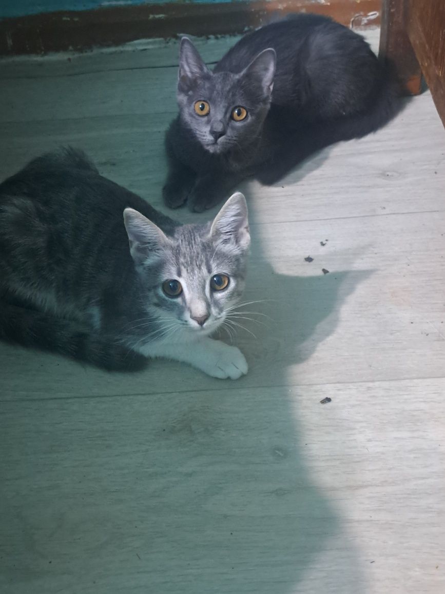 Отдам котят в добрые,любящие руки.