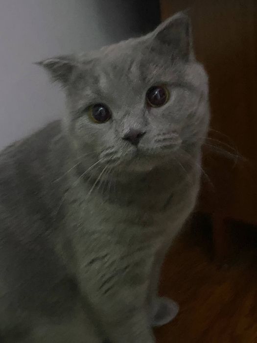 Кошка британская вислоухая