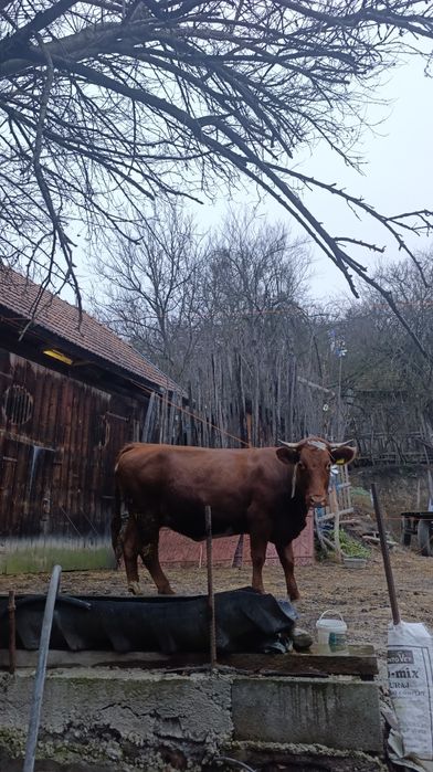 Vacă gestantă de vânzare