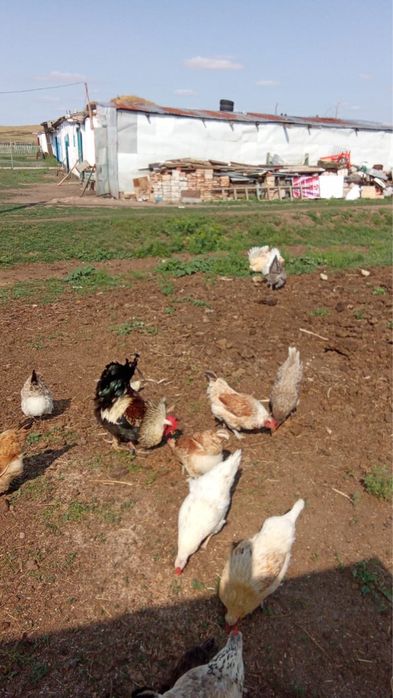 Продаю домашные куры!Уи тауыктары сатылады Доставка бар!!!