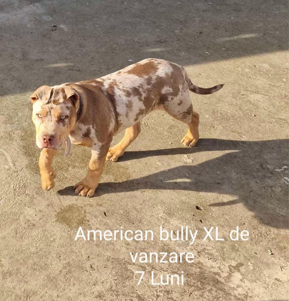 Cățel American bully XL