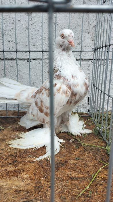 Porumbei Rolleri Persan