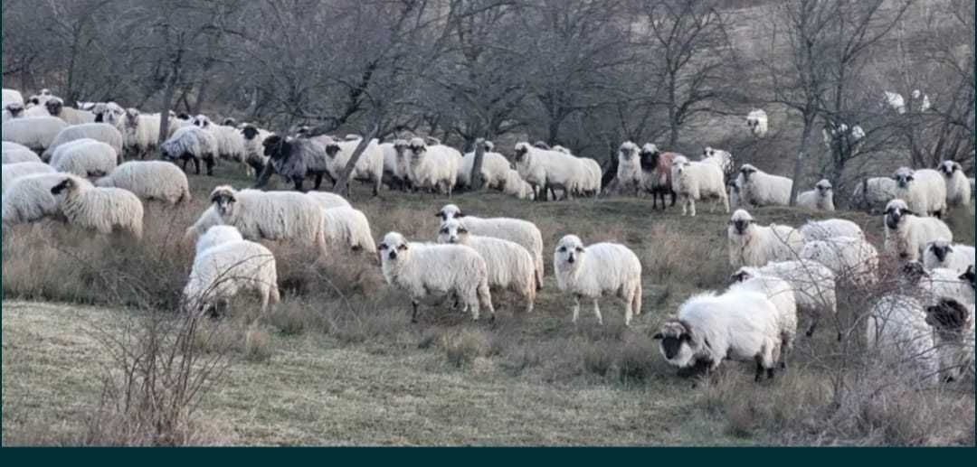Oi de vanzare țurcane