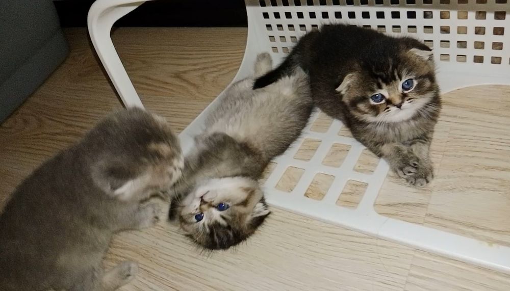 Роскошные котята Скоттиш Фолд