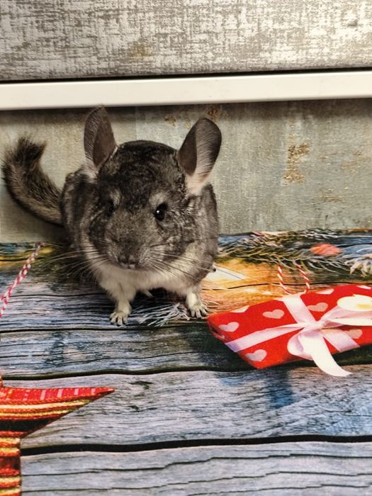 Chinchila șinșila tinere