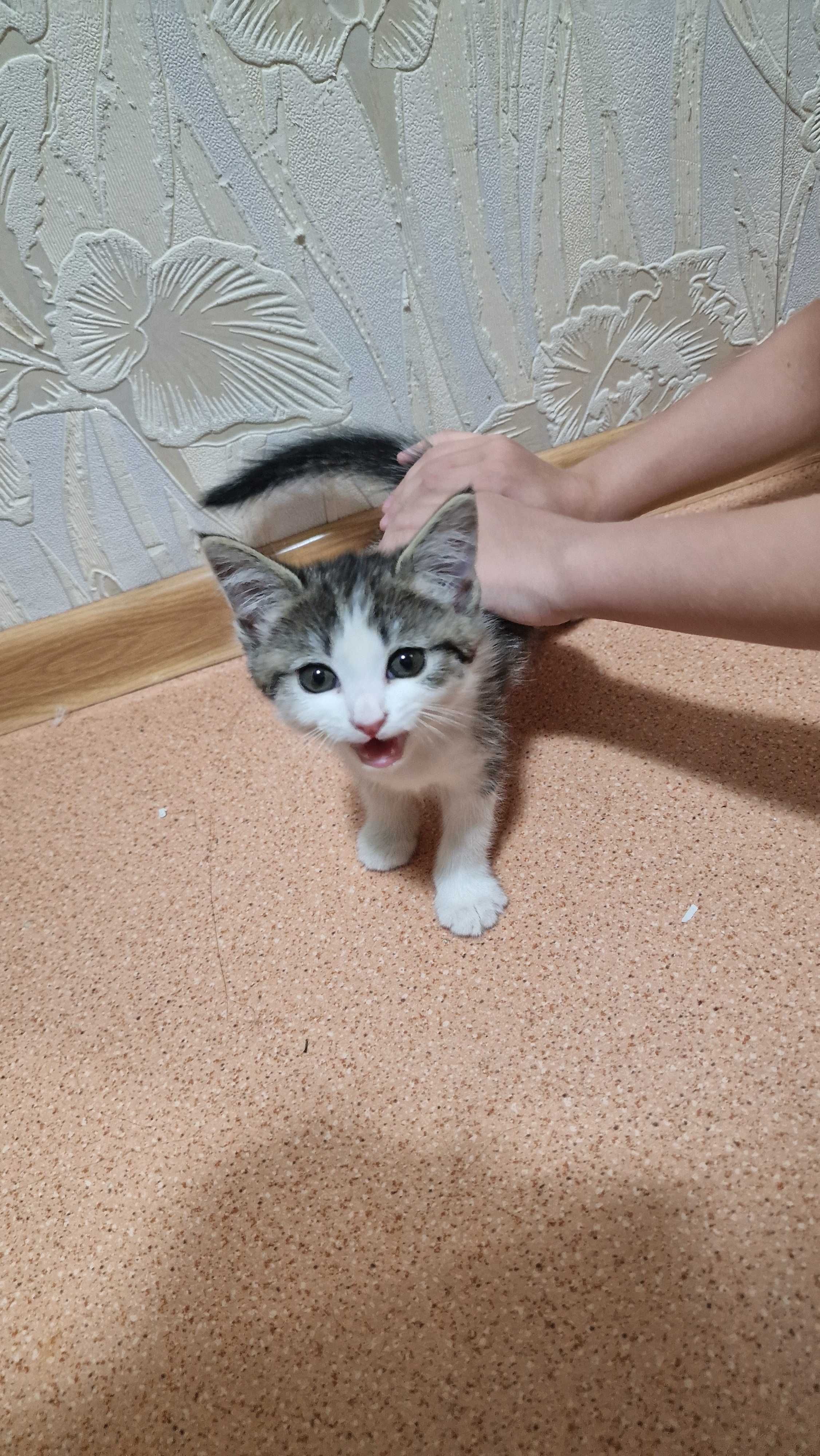 Котёнок в добрые руки.
