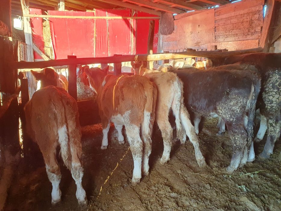 Vand vitei si vitwle