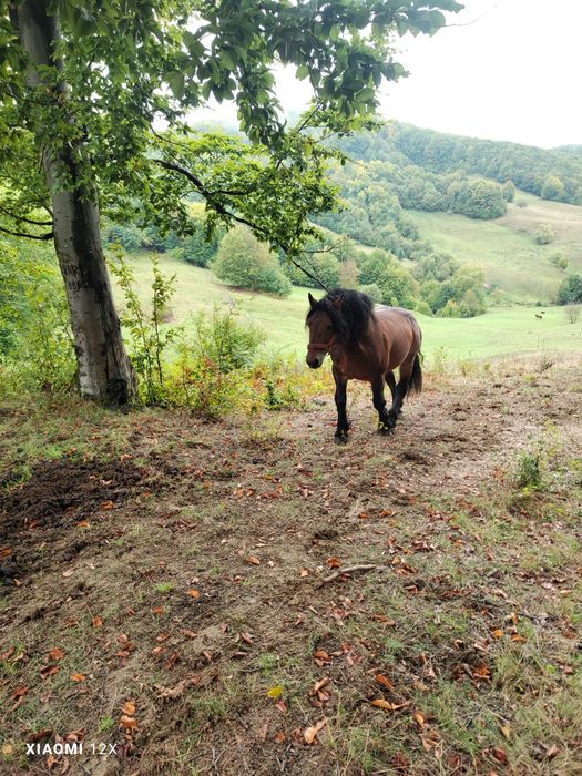 Vând armăsar foarte blând