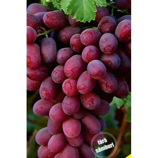 Vita de vie altoita  nobila de masa soiuri roze