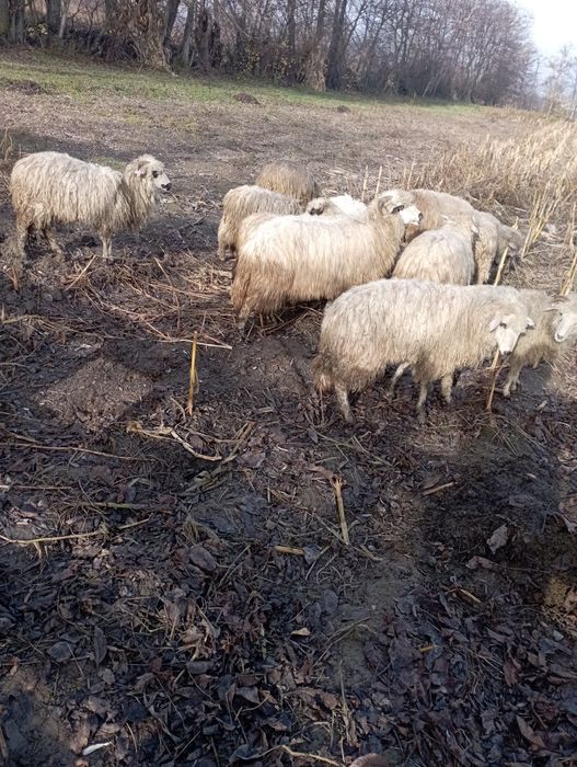 Vând mielute și berbecuți