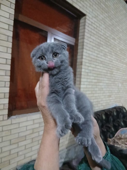 вислоухая кошка продам