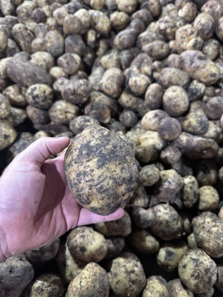 Продажа свежего картофеля