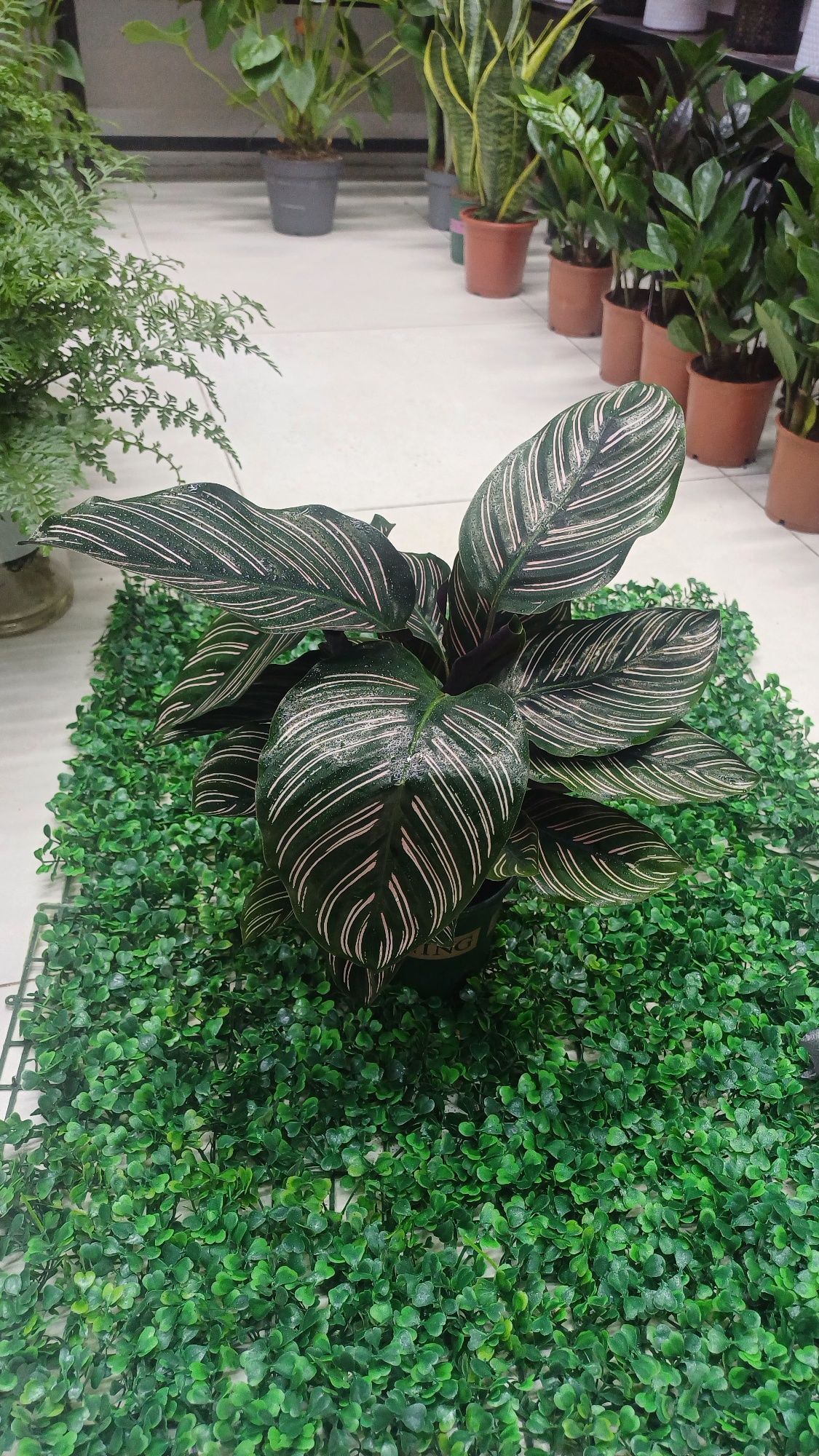 Arzon xonaki gullar