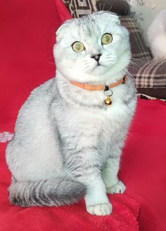 Коты на Вязку окрас серебристые Шиншиллы