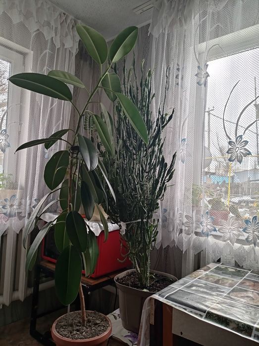 Продам комнатные растения