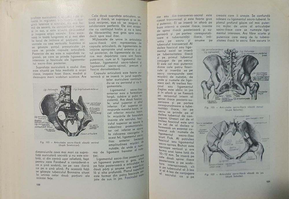 N. Diaconescu - Coloana vertebrala