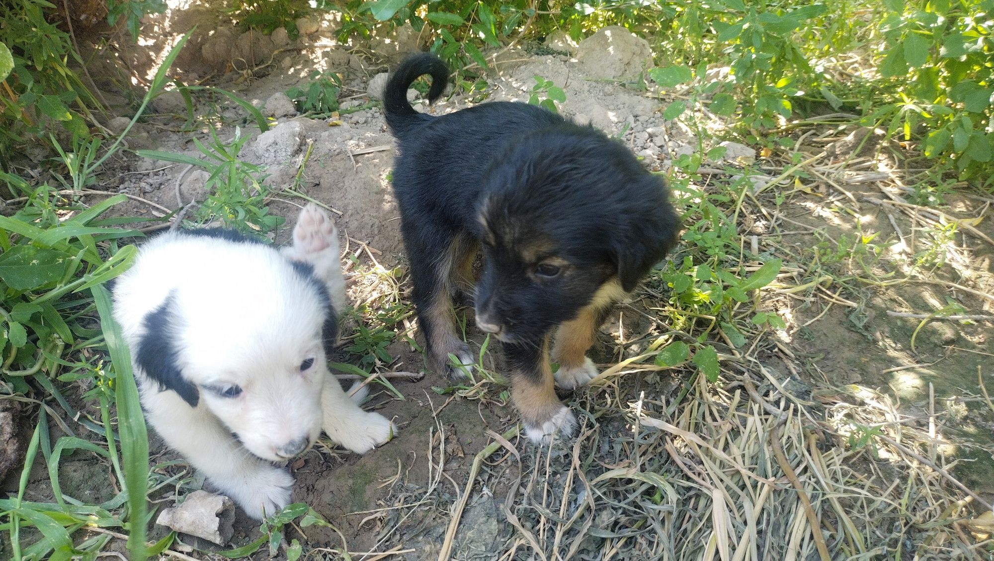 3 it bolalari urg'ochi , erkaki qolmadi.