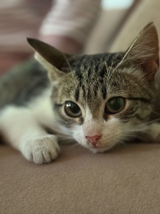 Котёнок, девочка, приученна к лотку