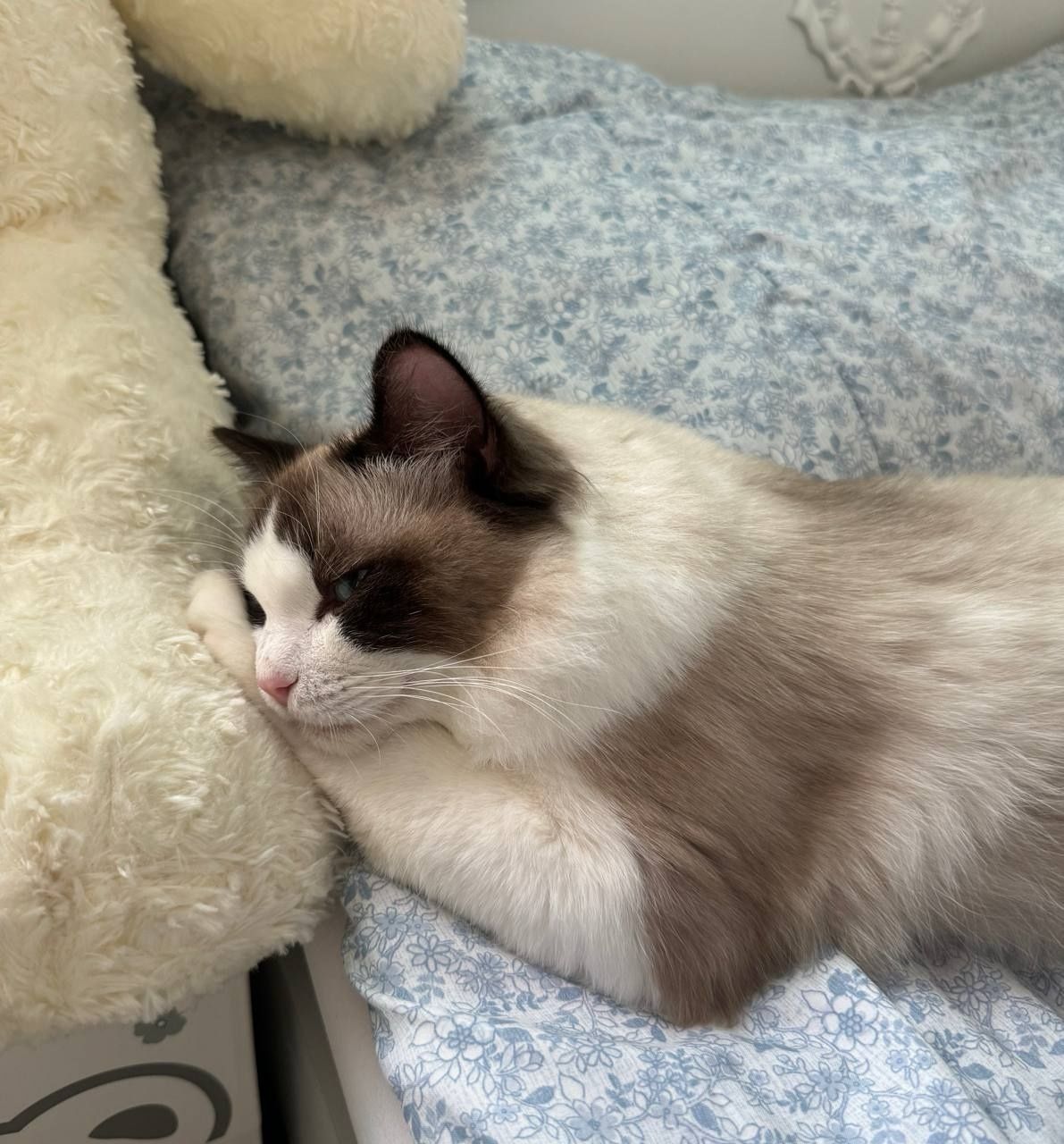 Вязка, RAGDOLL original. Не продаётся! Sotilmidi!