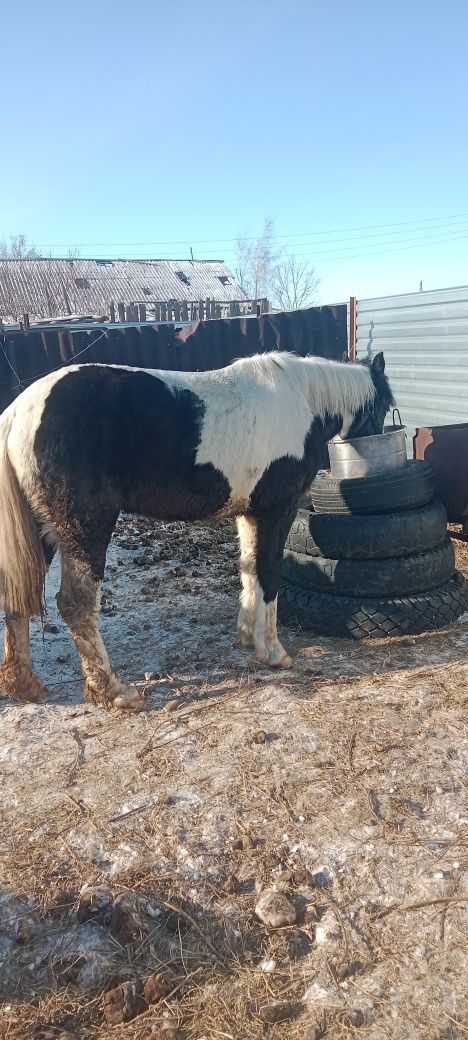 Продам жеребца или обмен на мерина