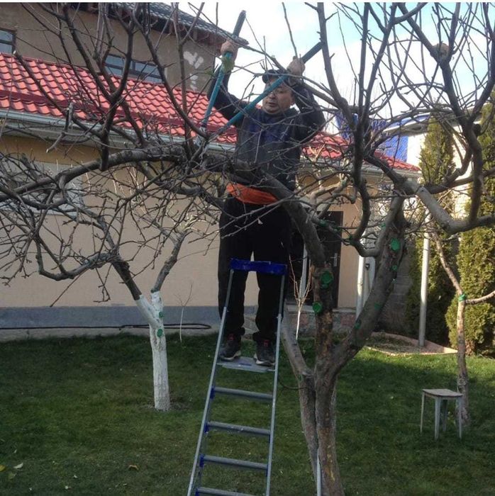 Обрезка плодовых деревьев