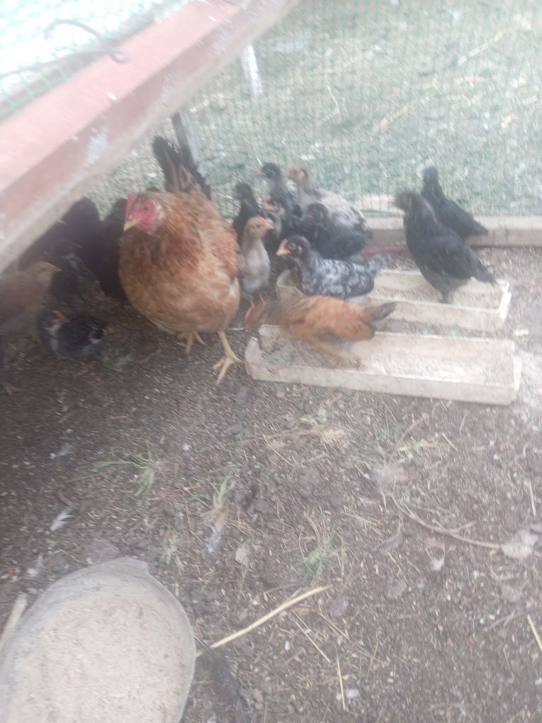 Продам курей, цыплят