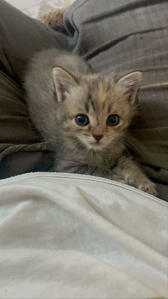 Отдам котенка в любящий домик
