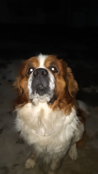 Кобель Сенбернар для ВЯЗКИ