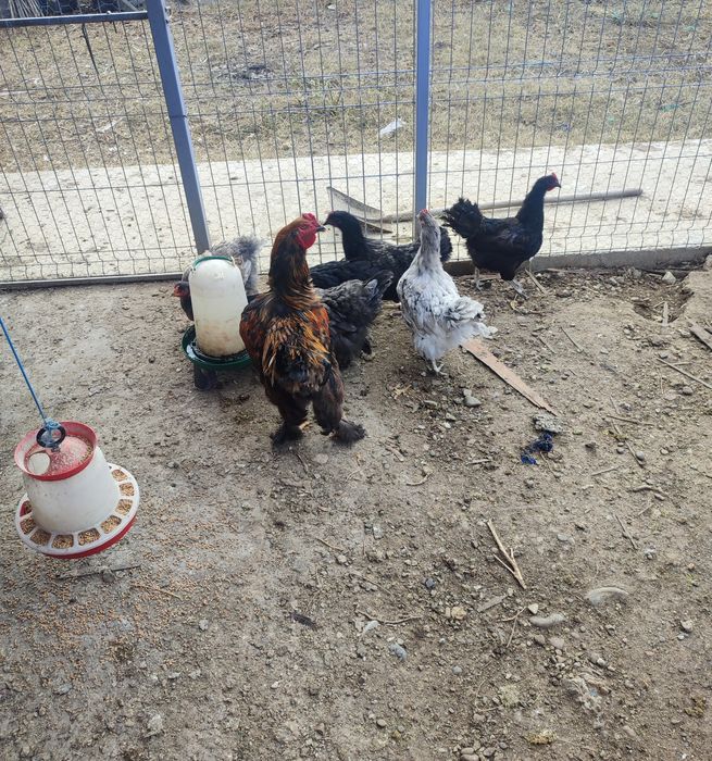 Vând șapte găini și un cocoș