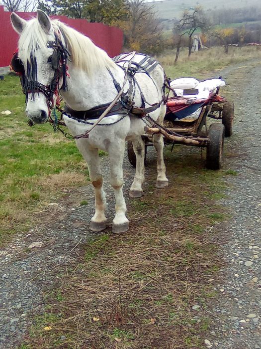 Vind armasar sau schimb cu iapa