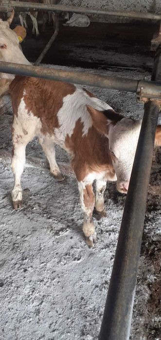 Vind viței rasă de carne