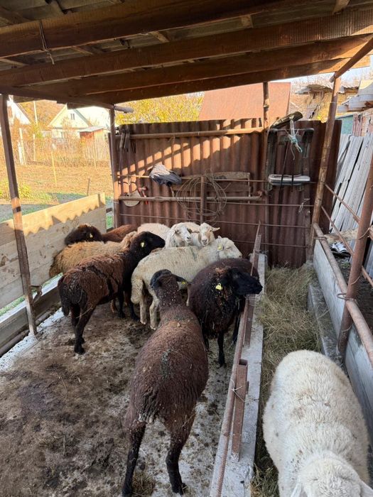 Продам баранов