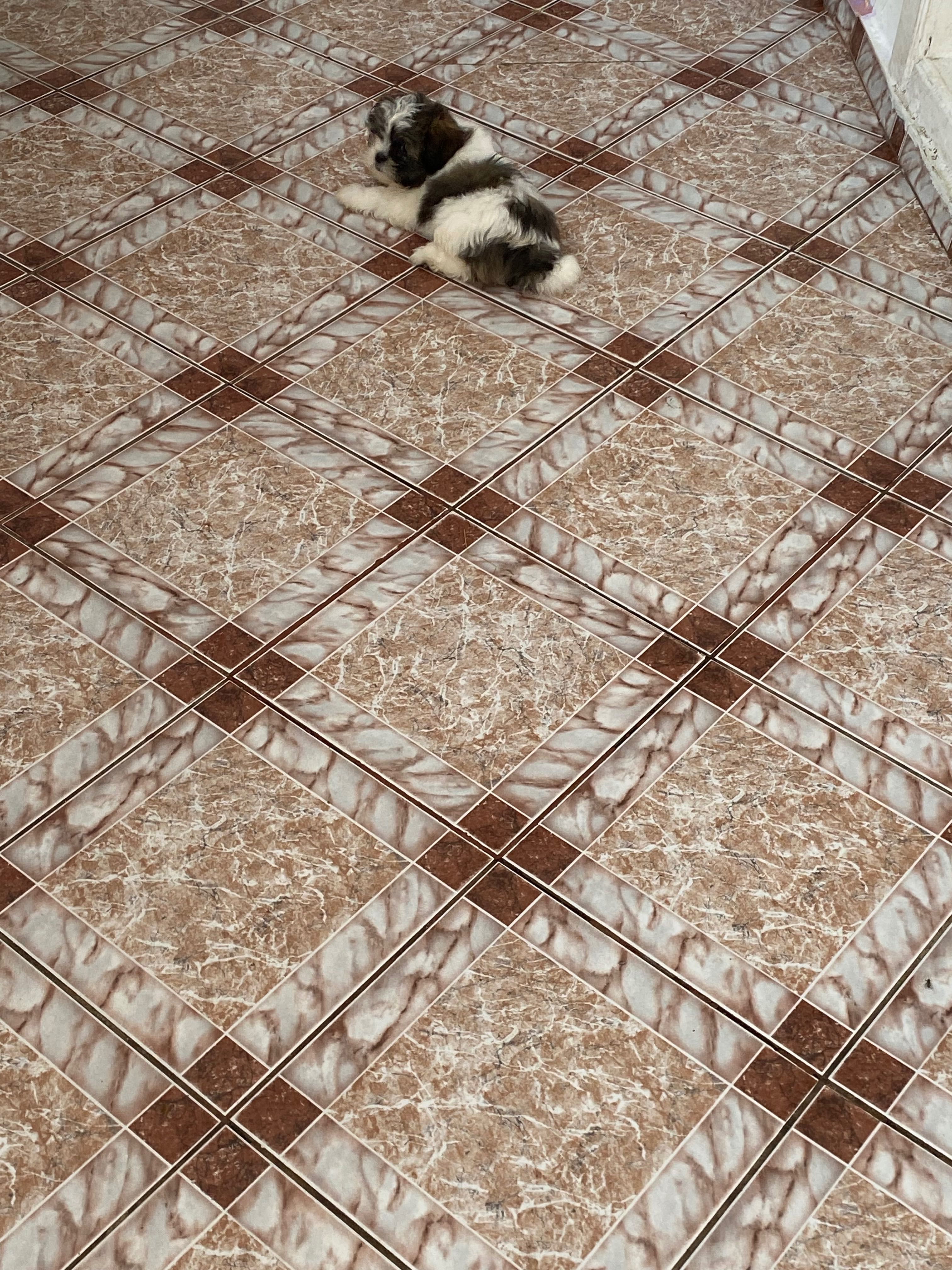 Shih-tzu fetița 2 luni