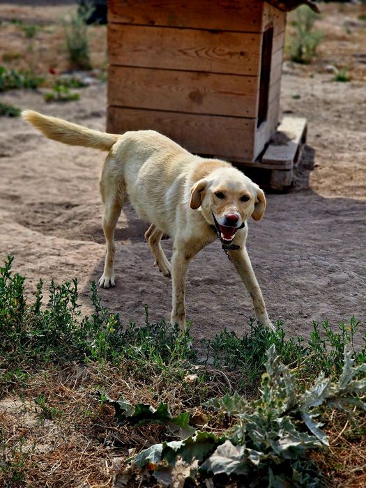 Прелесть из приюта "Хвостатый Рай"