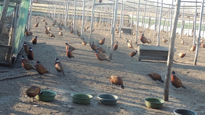 Мясо фазага дикого