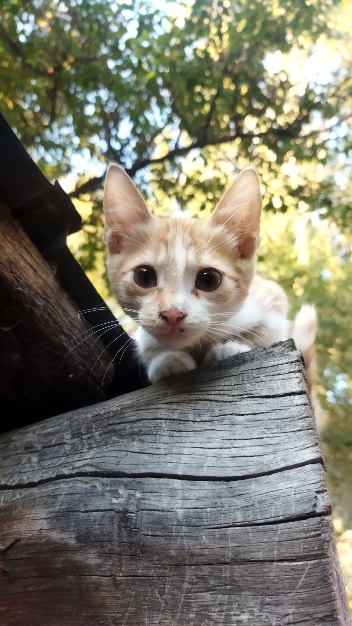 Котята ищут новых хозяев!