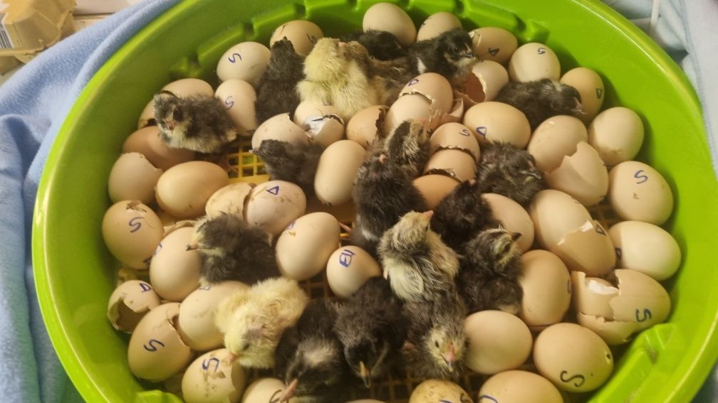 ouă de incubat rase bune