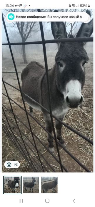 Ешек алсан жылқы падарка 50 0000
