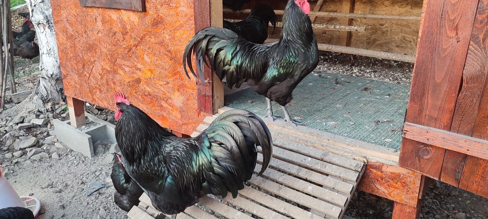 Ouă pentru incubat Australorp negru
