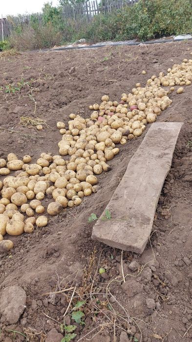 Домашний картофель