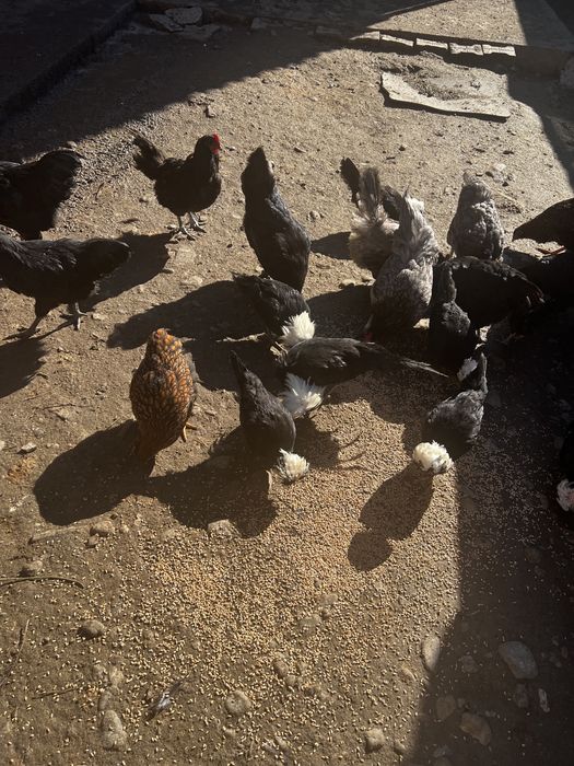 Vând găini australorp /sebright argintiu /potumbei