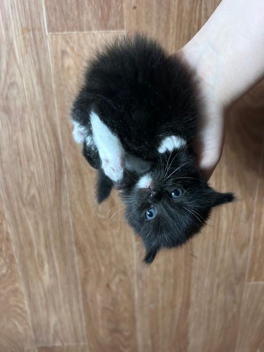 Отдам даром котят