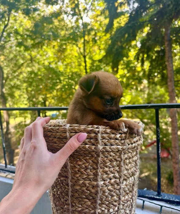 Намерено кученце!