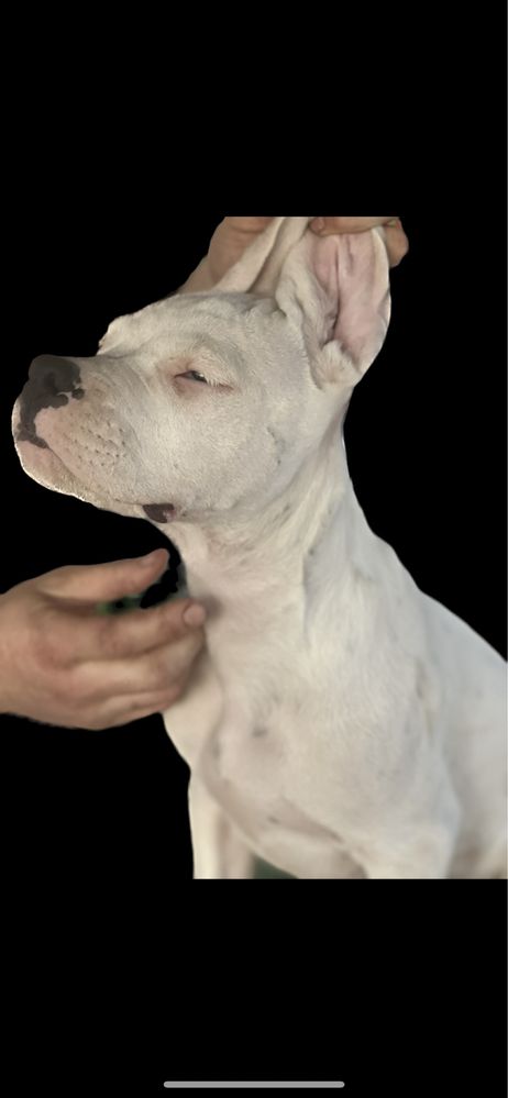 Femela Dog Argentinian/3 luni/Pedigree