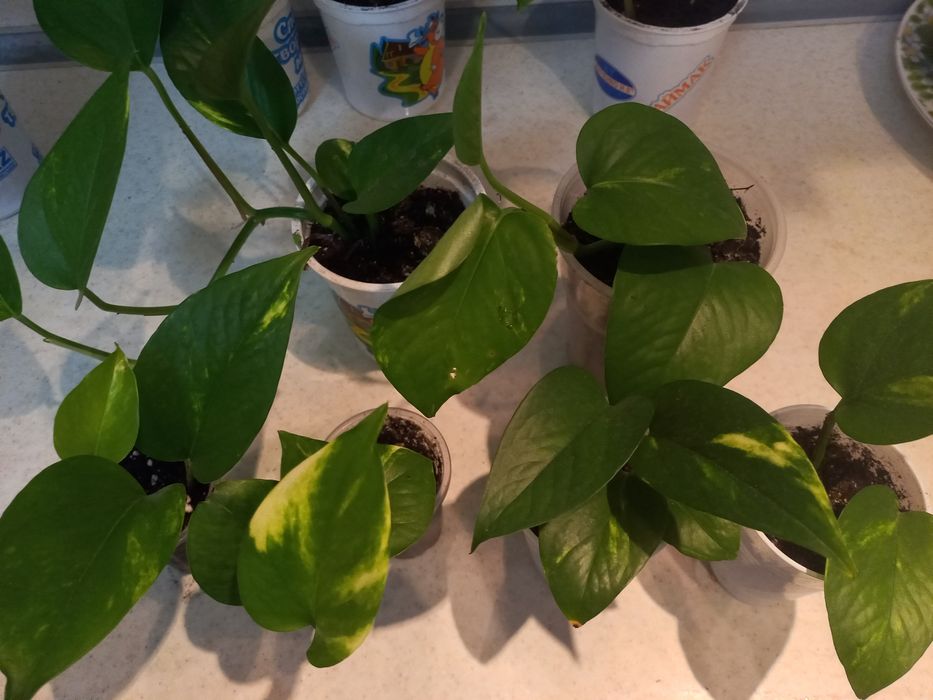 Продам комнатные цветы