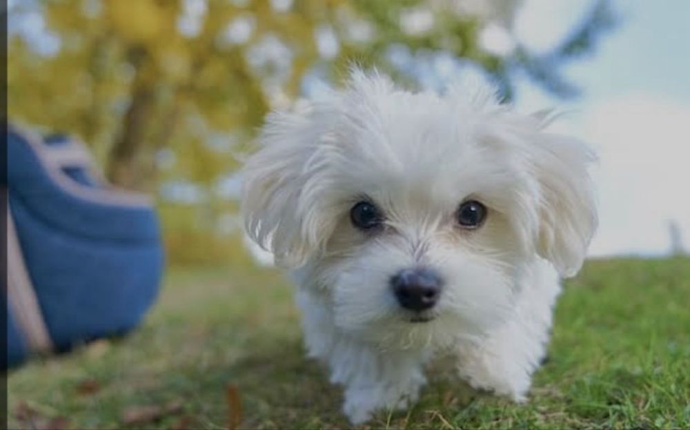 Donez Bichon Maltez mai multe detalii la numarul de telefon