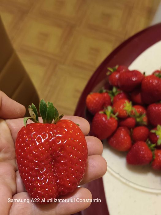 Stoloni capsuni remontanti, zmeura remontanta, smochin de la 0,60 lei.