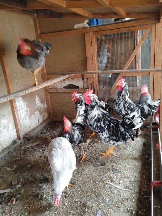 Ligorin Dalmatin zotli Xo'rozlar SOTILADI